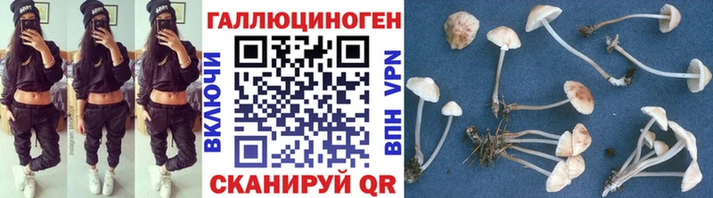 omg   Белореченск  Псилоцибиновые грибы Psilocybine cubensis 