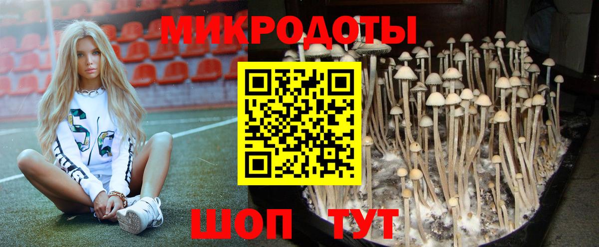 Псилоцибиновые грибы Psilocybe Белореченск